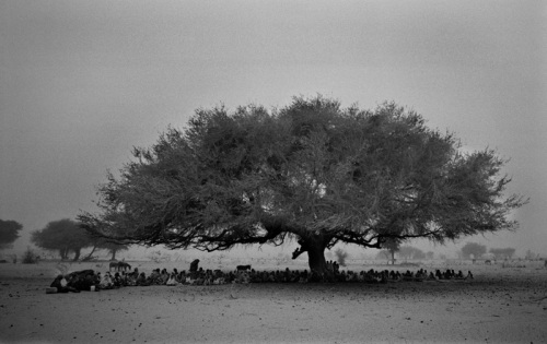Sudanese displaced take refuge under a tree in Disa, Northern Darfur out of the heat of the day and out of view of the Antanov responsible for the bombing, there are estimated to be 2,000,000 displaced in Darfur who are trapped on the east, west and south by government troops and in the north by the desert wasteland which will certainly claim the lives of their livestock and weaker members of their family.  Photo by Marcus Bleasdale